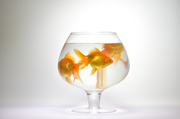 Tree Goldfishs in aquarium