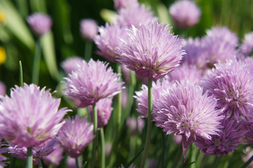 Fototapeta premium violet shallot flowers