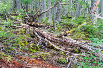 Forest in Tierra del Fuego, Argentina