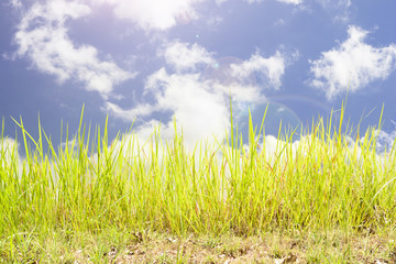 grass and blue sky with cloudy.