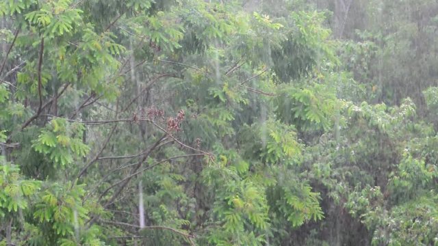 Pouring rain with green trees at the background