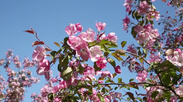 the branches of apple tree with pink flowers on blue sky background swing from the wind