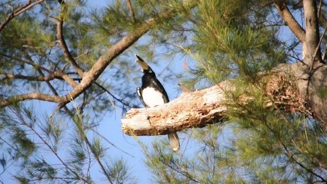 Oriental pied hornbill bird perching on a branch in Kota Kinabalu, Sabah Borneo, Malaysia.