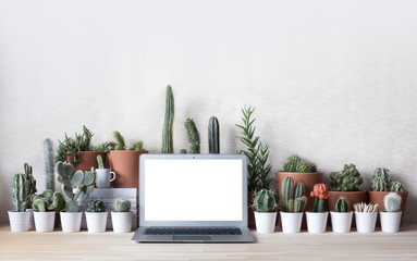 Laptop and cactus