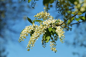 Blossom of cherry