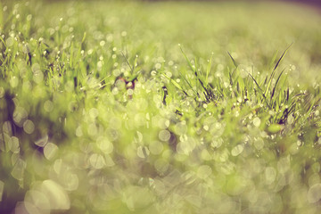 Abstract background with bokeh with a green grass.
