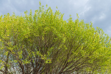 bloom leaves against a cloudy sky