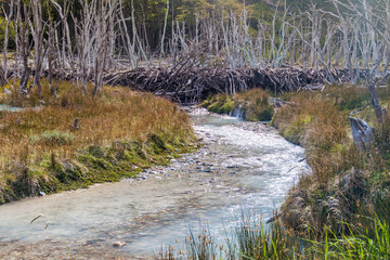 Beaver dam in Tierra del Fuego, Argentina