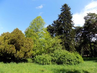Deciduous and coniferous trees in park
