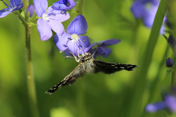 Butterfly, which plunged its proboscis into the flower veronica