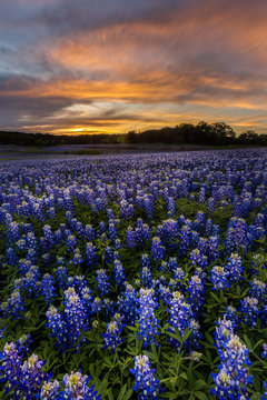Beautiful Texas bluebonnet field in at Muleshoe Bend Recreation