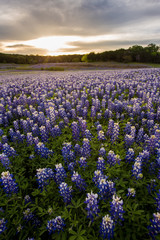 Beautiful Bluebonnets field at sunset near Austin, Texas.