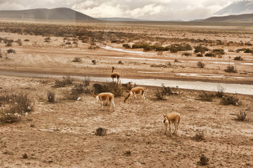 Fototapeta na wymiar Llamas In A Field