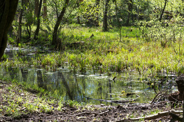 Marais au printemps