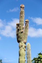 Giant Organ Pipe cactus on Fuerteventura, Canary Islands, Spain
