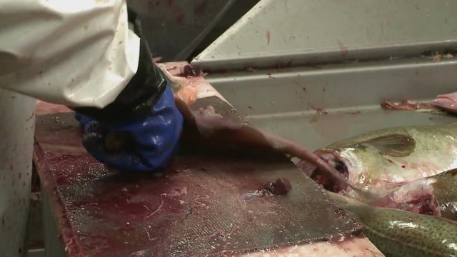 Processing of fish at factory.