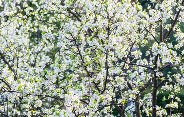 Blooming plum background. Shallow depth of field