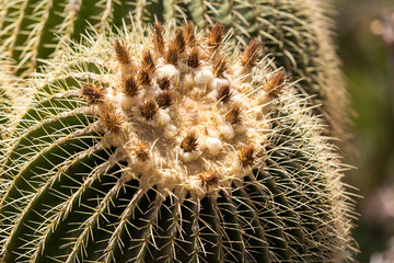 Echinocactus grusonii, popularly known as the golden barrel cactus, golden ball or, amusingly, mother-in-law's cushion,