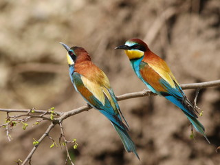 European bee-eater, Merops apiaster