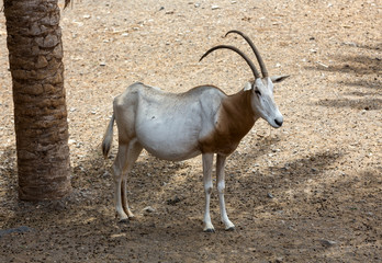 Wild Arabian Oryx (Maha) (Oryx leucoryx)  in safari park