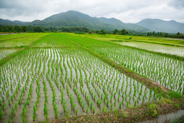 Fototapeta na wymiar Green field of rice plant with water