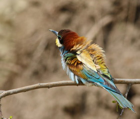 European bee-eater, Merops apiaster