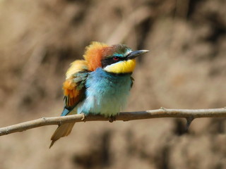 European bee-eater, Merops apiaster