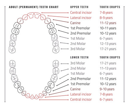Teeth vector Infographic