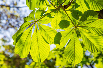 листья каштана