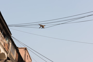 Monkey Walking on Cables