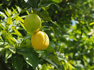 Yellow lemons hanging on tree