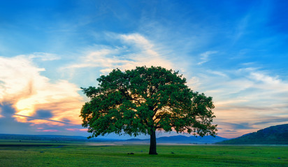 Fototapeta na wymiar Beautiful and old Oak at the sunset