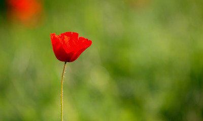Fototapeta premium Closeup of single poppy flower in field of grass. Isolated.