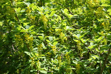 Blooming barberry