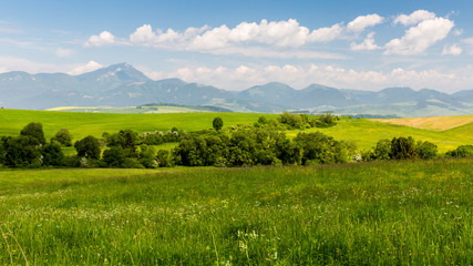 Fototapeta na wymiar Nature in Liptov region, Slovakia in summer 2015