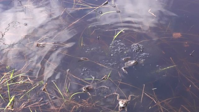 Mating marsh frogs in the pond on sunny warm spring day