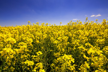 Raps Feld mit blauem Himmel im Fr&uuml;hling