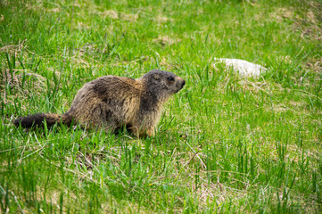 Marmot in the grass