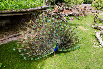Obraz premium View of a beautiful peacock standing in a zoo