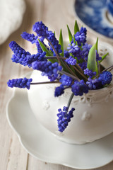 Muscari in vase