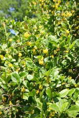 Blooming barberry