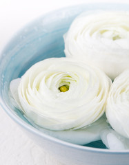 White floating ranunculus flowers Spa wellness background