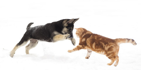 German Shepherd puppy and cat jumping