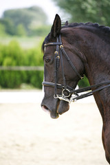 Obraz premium Side view portrait of a bay dressage horse during training outdo