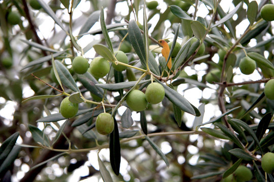 Olive / Green olives on the tree in Switzerland