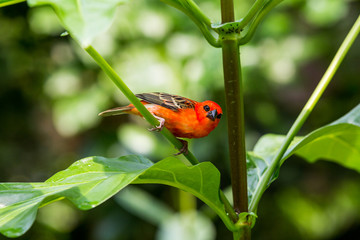 Red cardinal bird in a swiss zoo