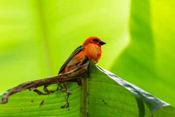 Red cardinal bird in a swiss zoo