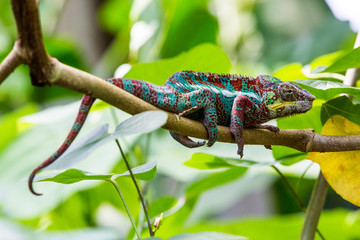 View of a green chameleon in a zoo