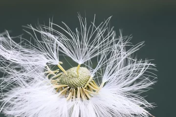 Abwaschbare Fototapete Pusteblume weiße flauschige Löwenzahnblüte im Detail