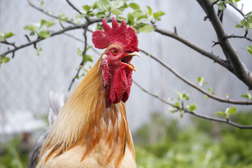 a bright red rooster sings the song on the farm